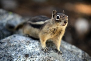 chipmunk-rocky-mountains