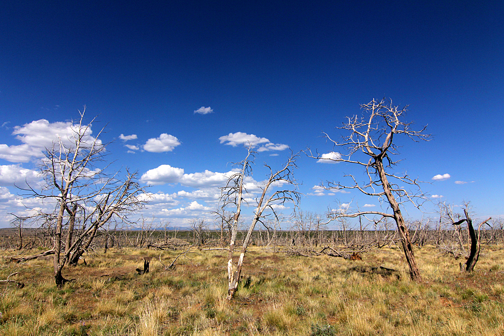dead-trees-mesa-verde-national-park