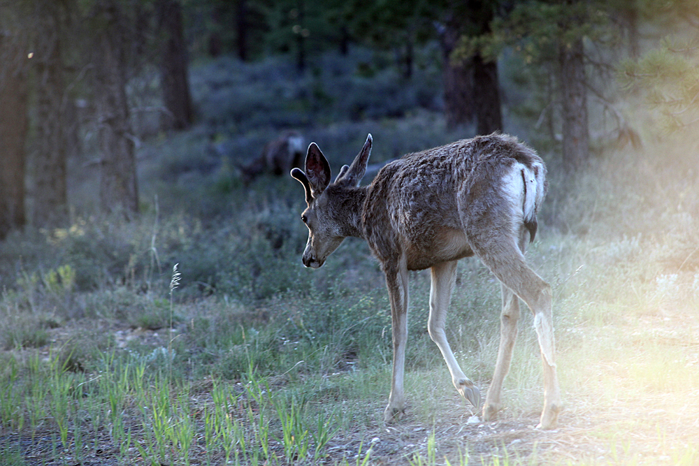 deer-bryce-canyon-national-park