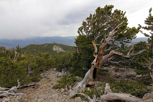 twin-sisters-peak-trail