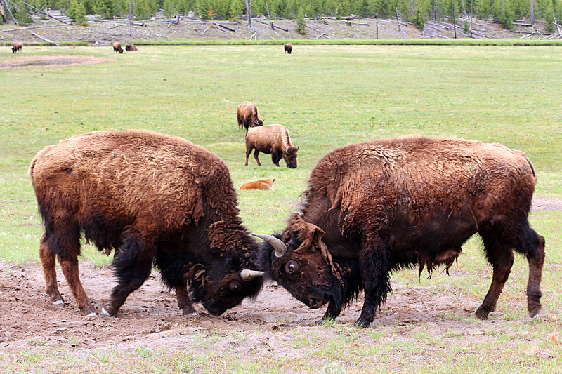 typische-dinge-usa-bisons