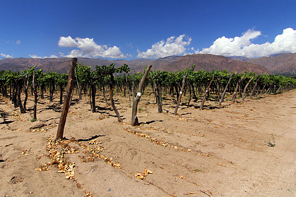 cafayate-argentinien-weinanbau