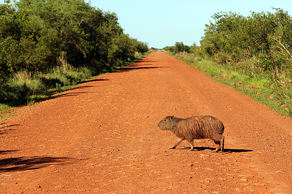 capybara-crossing