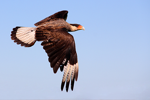 caracara-greifvogel-esteros-del-ibera