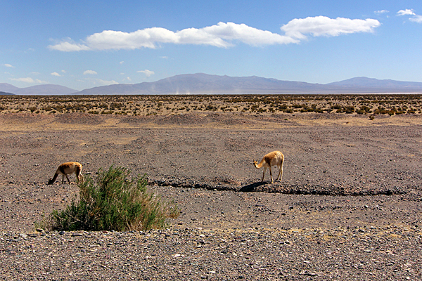 lamas-argentinien