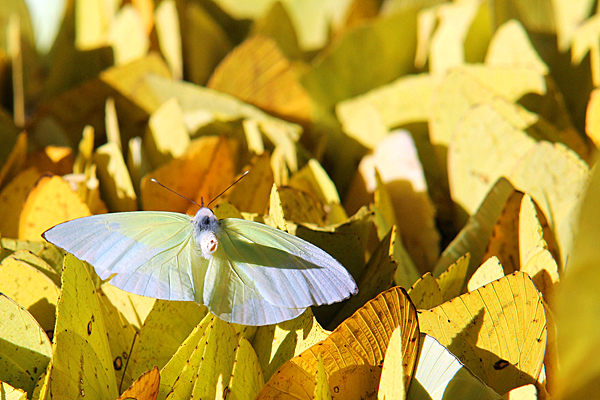 schmetterling-kolonie