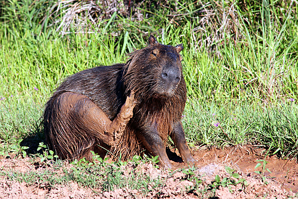 wasserschwein-esteros-del-ibera