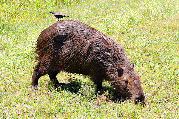 wasserschwein-esteros-del-ibera