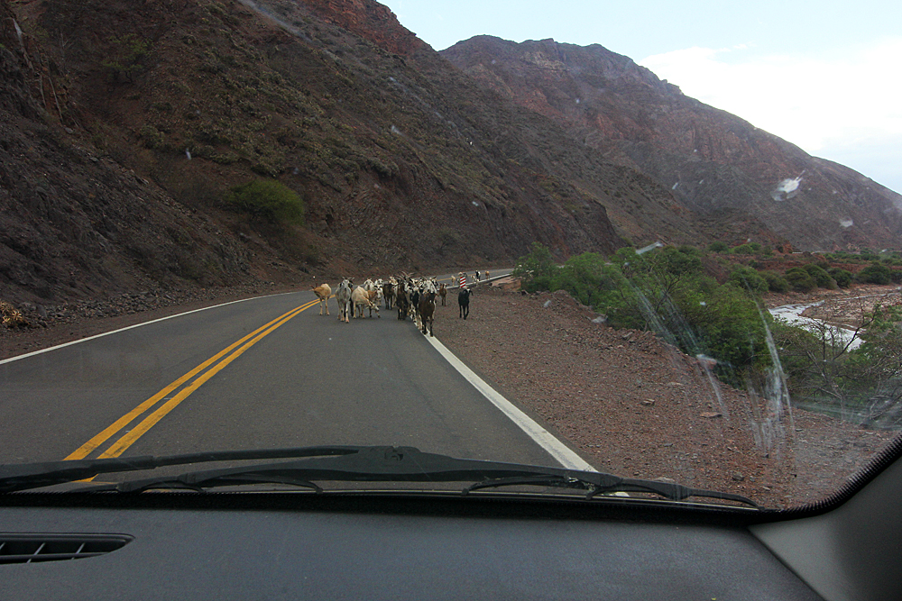 ziegen-auf-der-strasse-argentinien