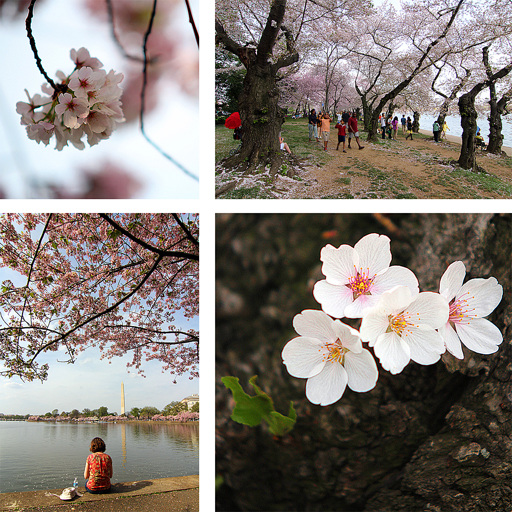 cherry-blossom-festival-washington-dc