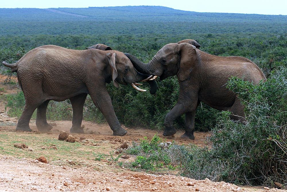 addo-elephant-national-park-südafrika
