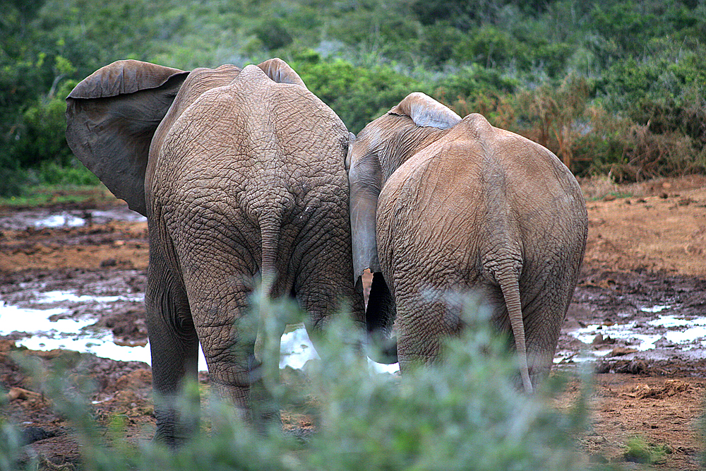 addo-elephant-national-park