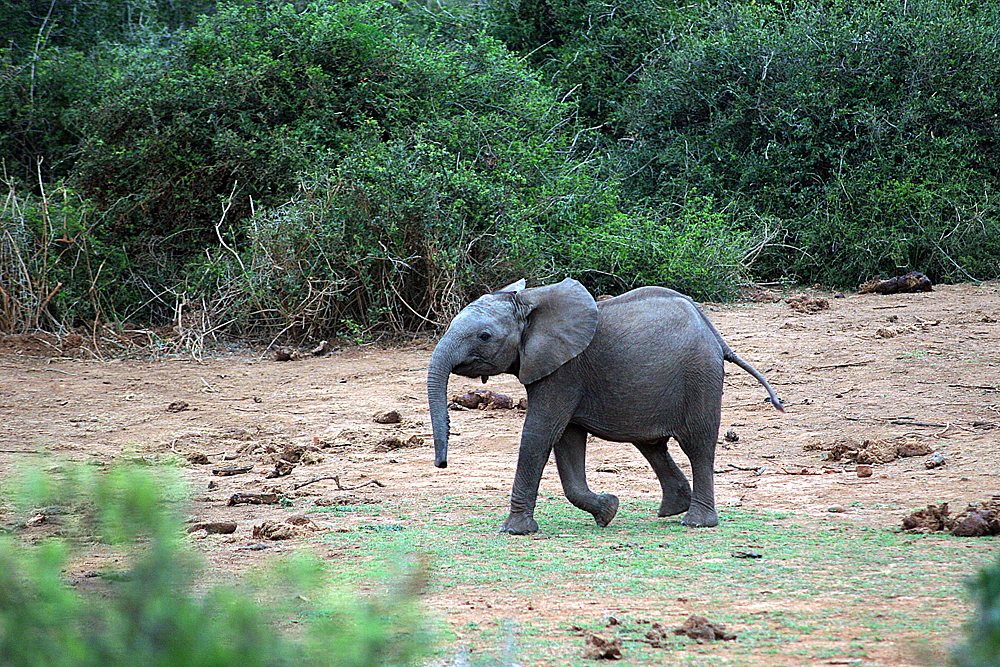 baby-elefant-addo-elephant-park