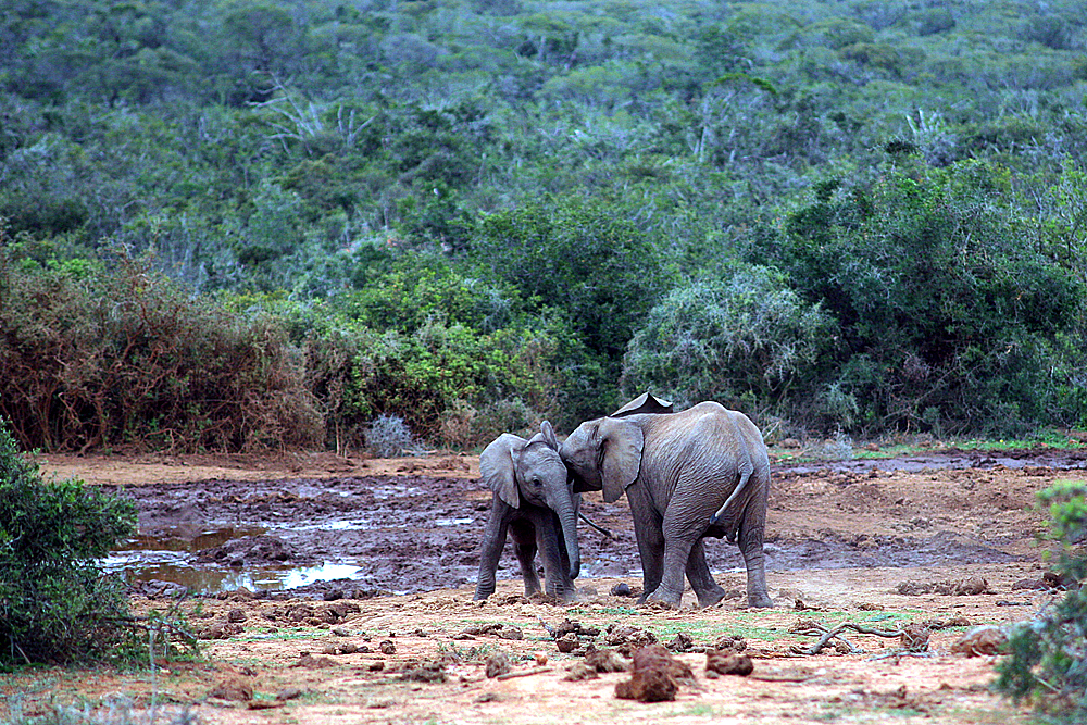 baby-elefanten-addo-elephant-park