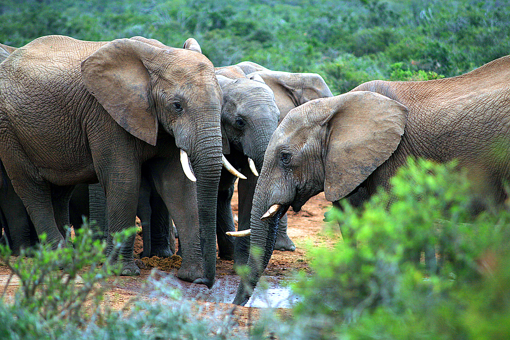 elefantenherde-addo-elephant-national-park