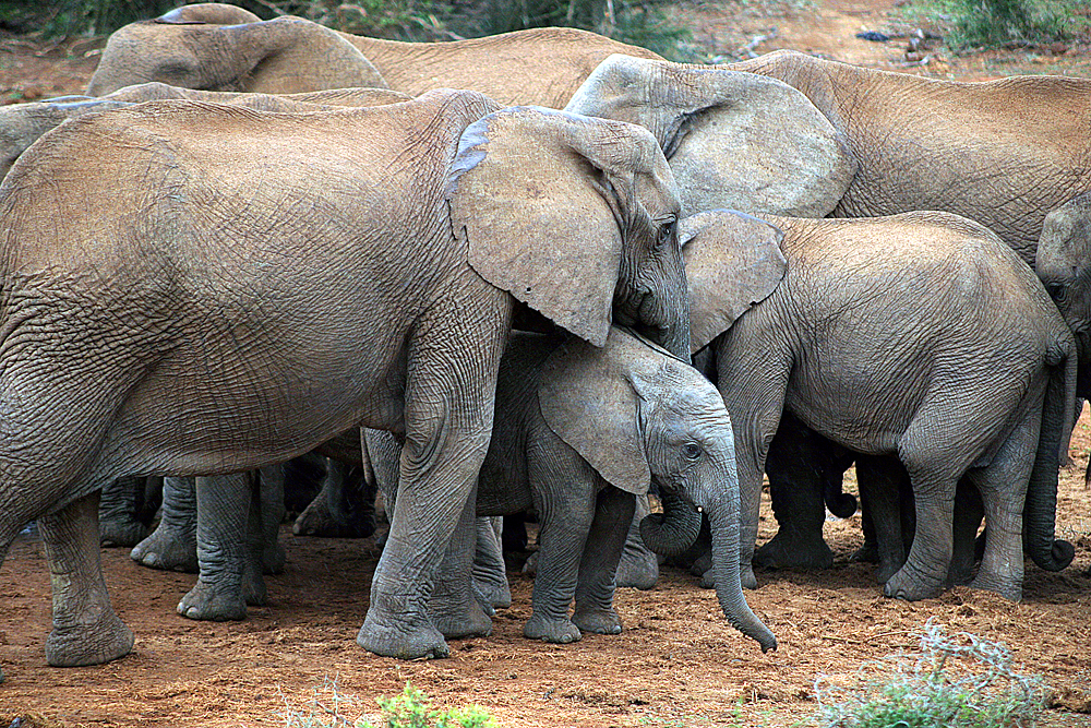 elefantenherde-addo-elephant-park