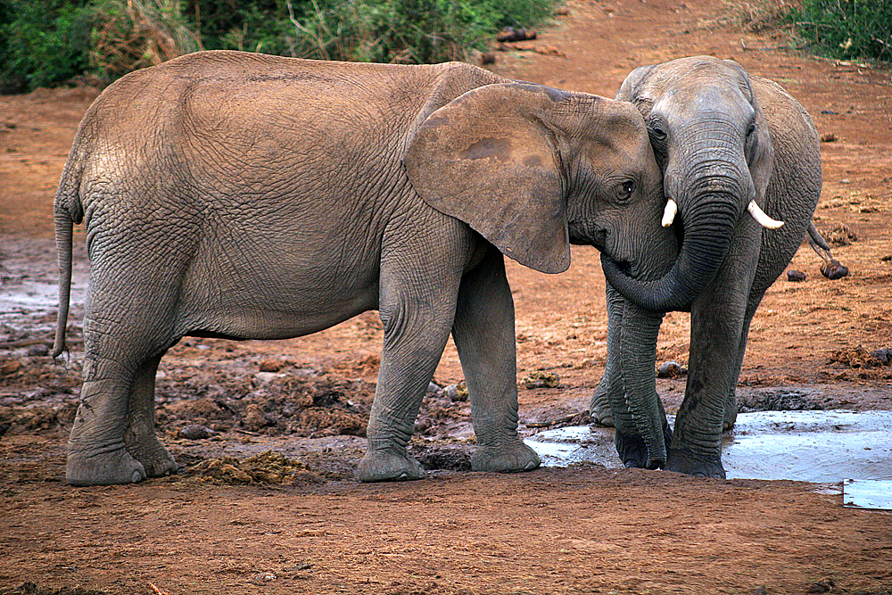 elefantenpaar-addo-elephant-national-park