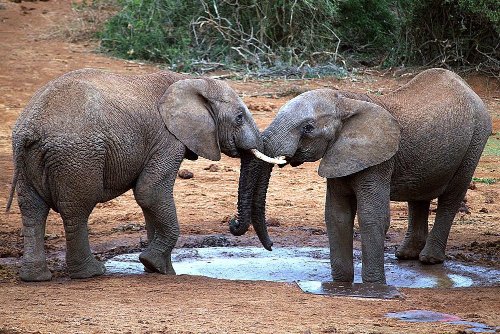 elelfanten-addo-elephant-park-südafrika