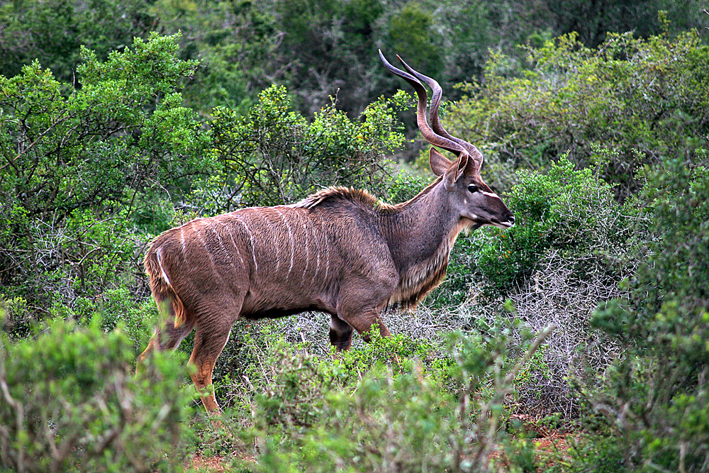 kudu-addo-elephant-national-park