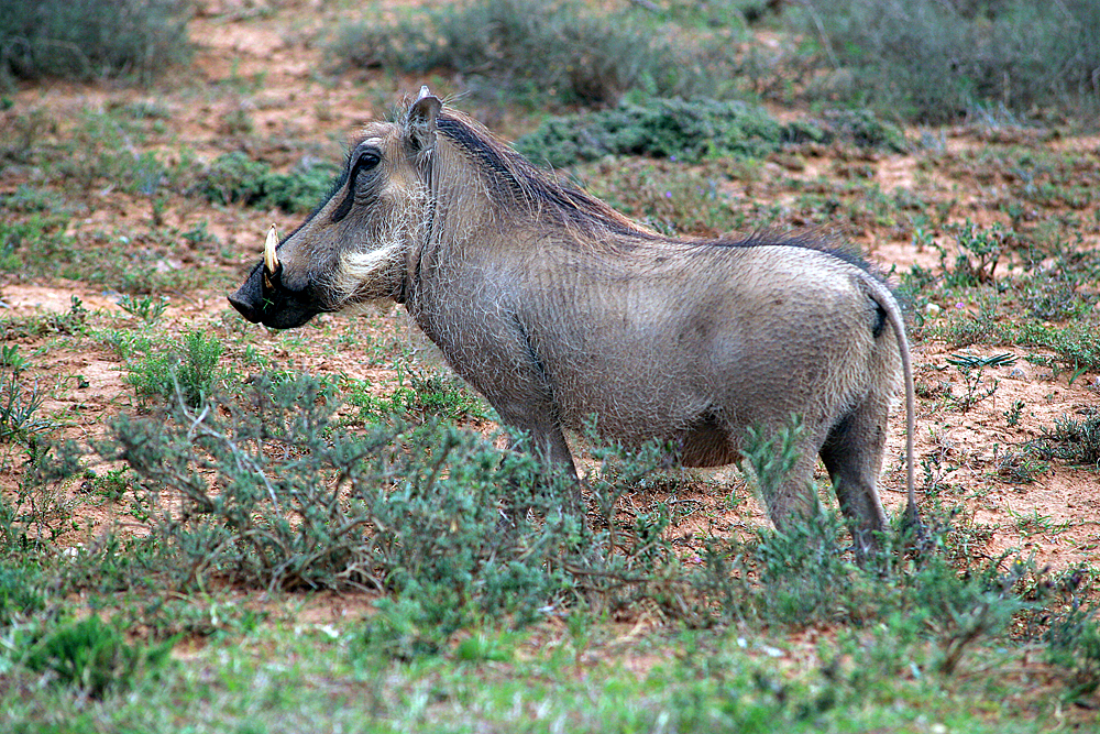 warzenschwein-addo-elephant-national-park