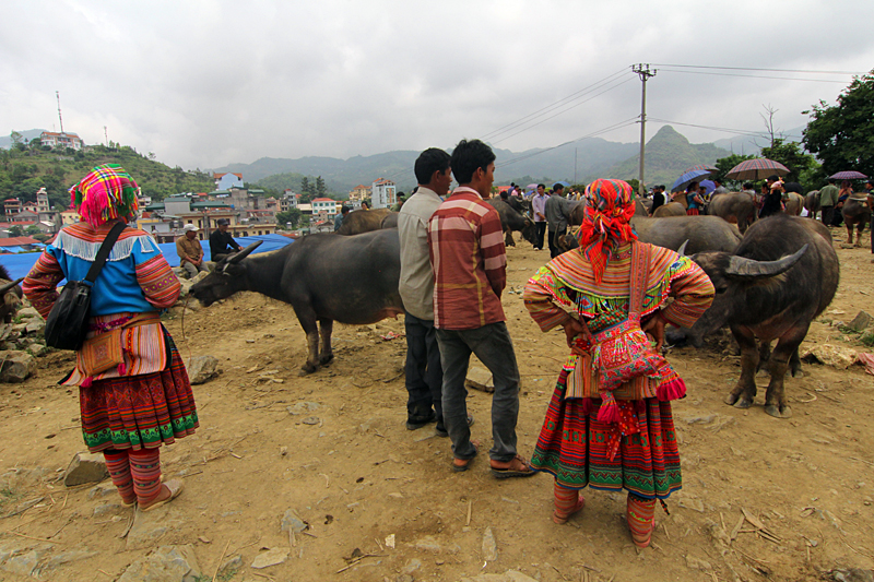 bac-ha-market