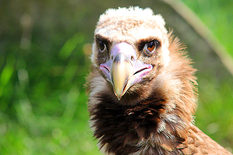 berlin-tierpark-geier