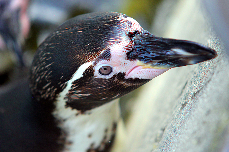 brillenpinguin-tierpark-berlin