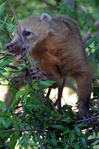 nasenbaer-iguazu-wasserfaelle