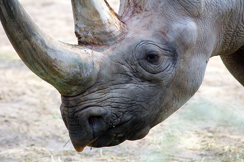 rhinozeros-zoo-berlin