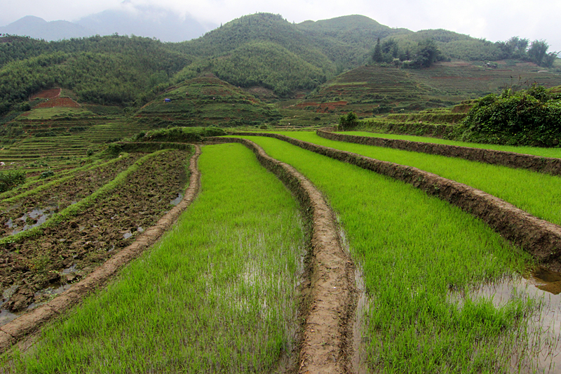 sapa-vietnam-reisfelder