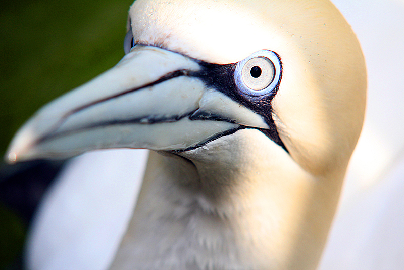 toelper-tierpark-berlin