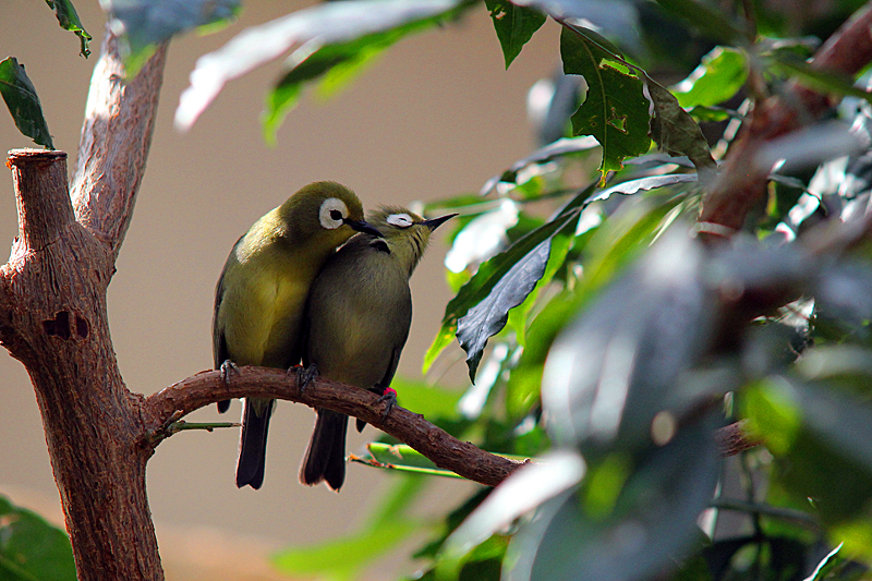 voegel-zoo-berlin