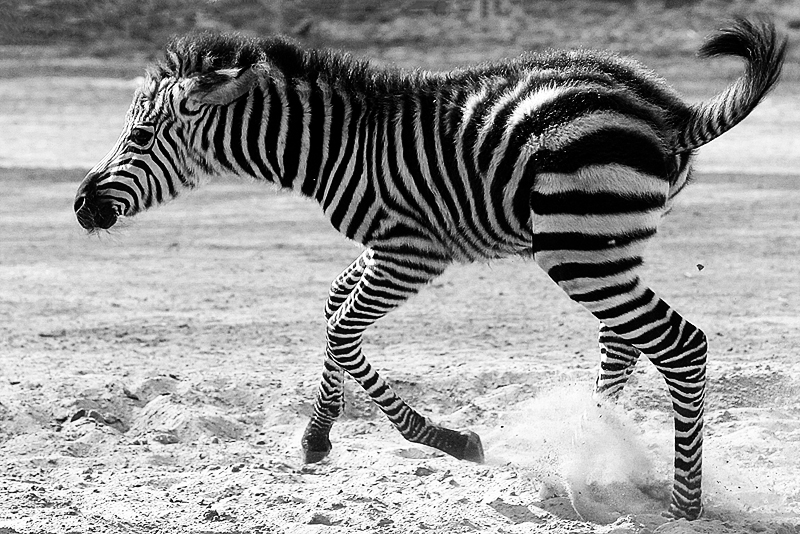 zebra-zoo-berlin