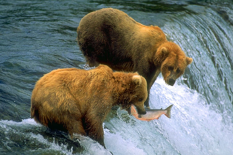 Grizzlies beim Lachsfischen ©Douglas Brown