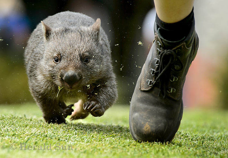 wombat-jogging