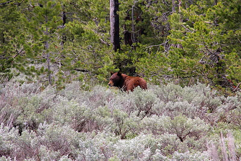 braunbaer-grand-teton-national-park