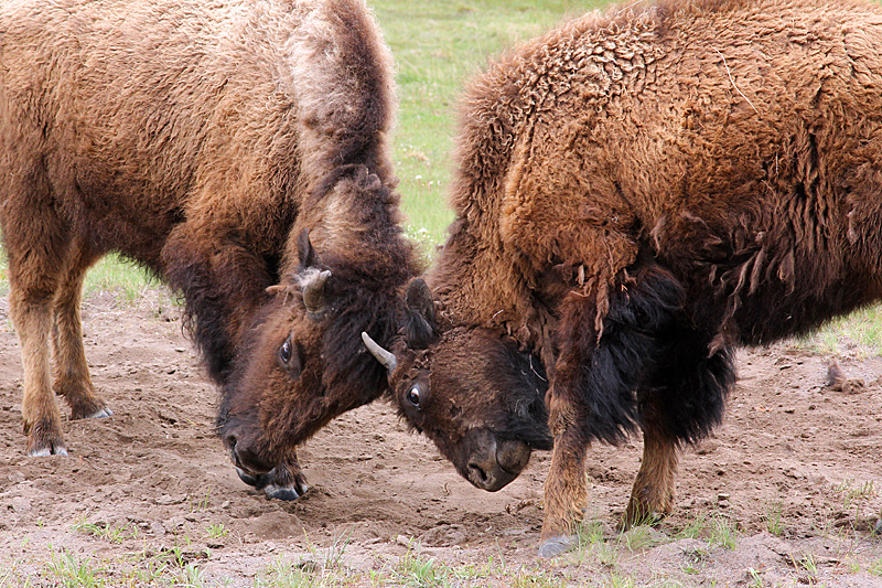 bison-revierkaempfe-yellowstone-nationalpark
