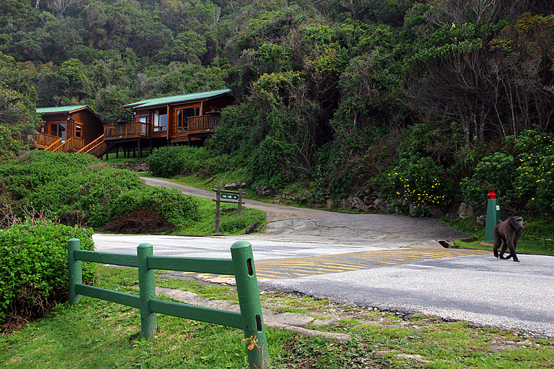 tsitsikamma-national-park-garden-route