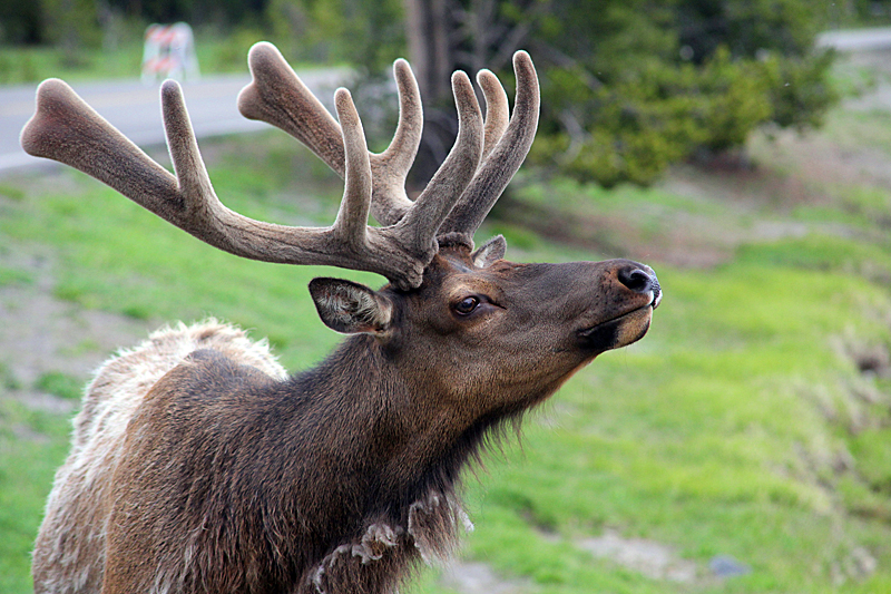 wapiti-hirsch-yellowstone-national-park