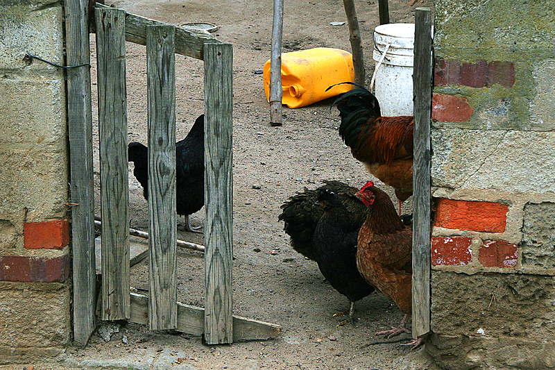 huhn-elim-suedafrika