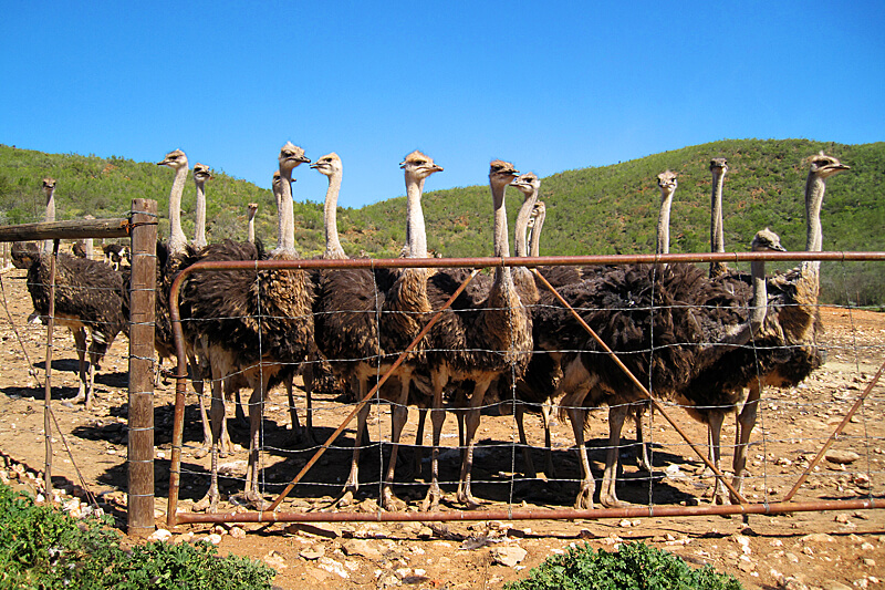 oudtshoorn-suedafrika