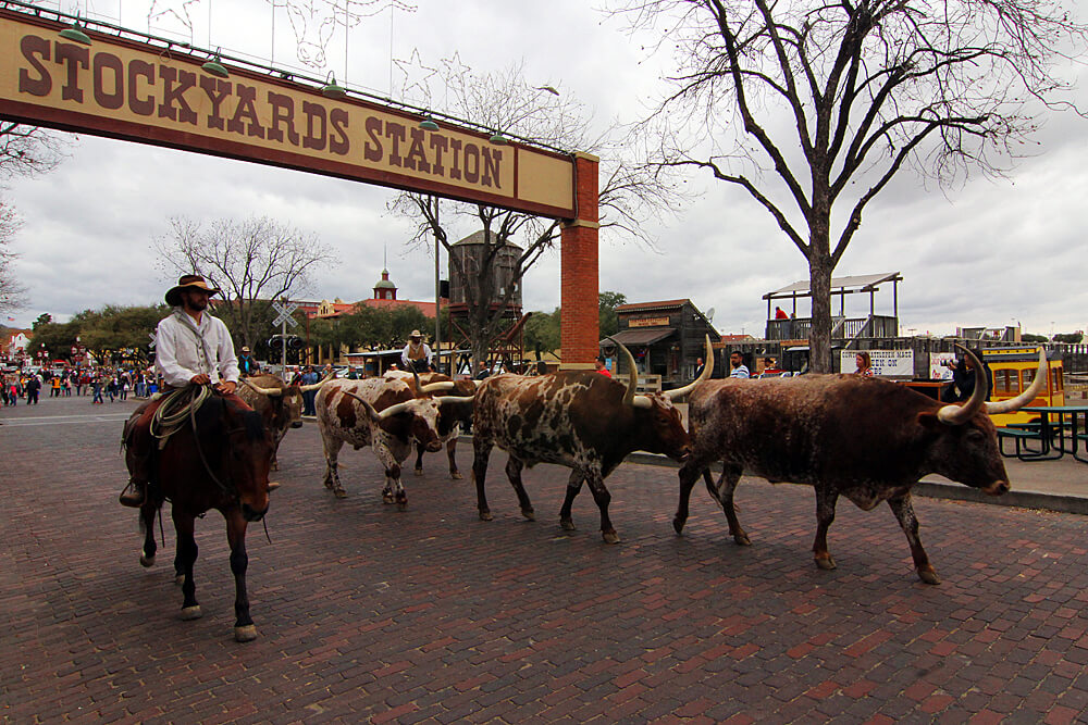fort-worth-stockyards-cattle-drive