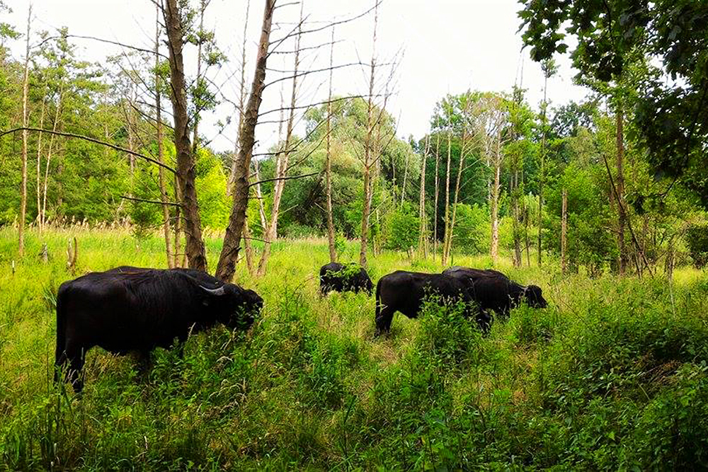 wasserbuffel-tegeler-fliess