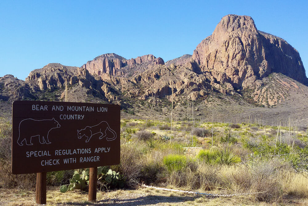 bear-and-mountain-lion-country-big-bend-national-park-texas (1)