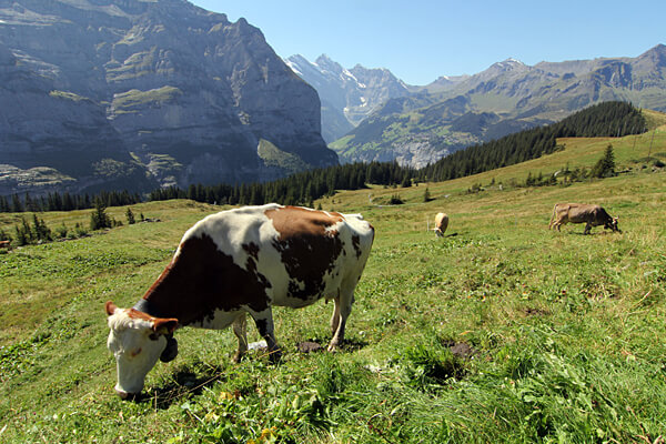 typisch Schweiz Kuh