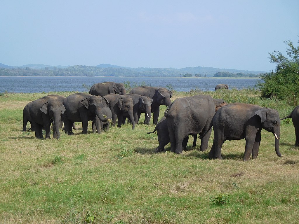 Schönste Orte Sri Lankas – Elephant Gathering im Minneriya National Park