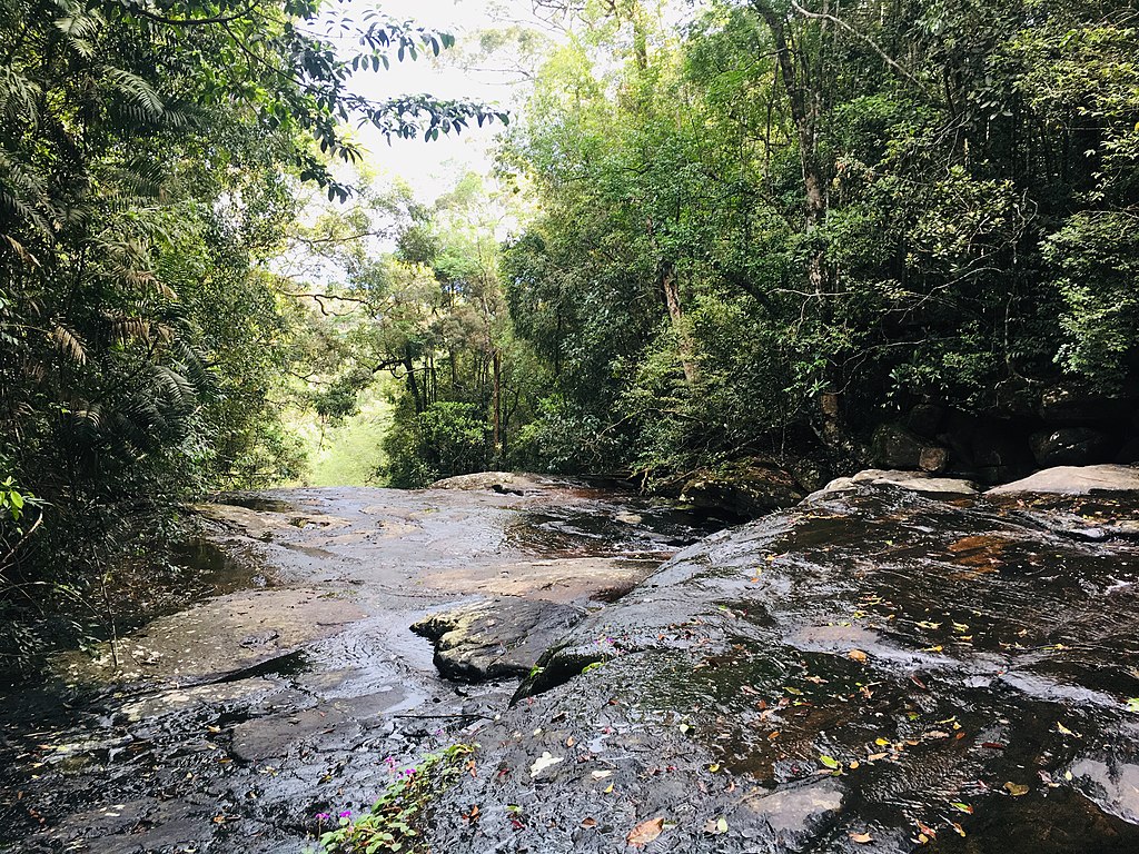 Sri Lankas Natur: Sinharaja Rain Forest 