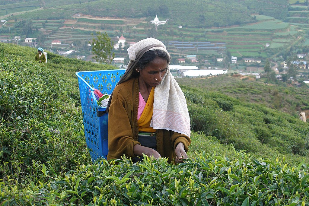 Sri Lanka Sehenswürdigkeiten – Teeplantagen rund um Nuwara Eliya