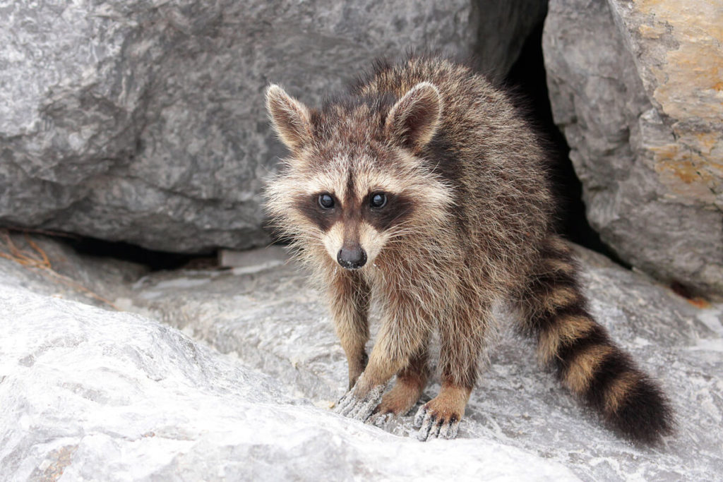 Waschbär im St Andrews State Park, Panama City Beach, Florida